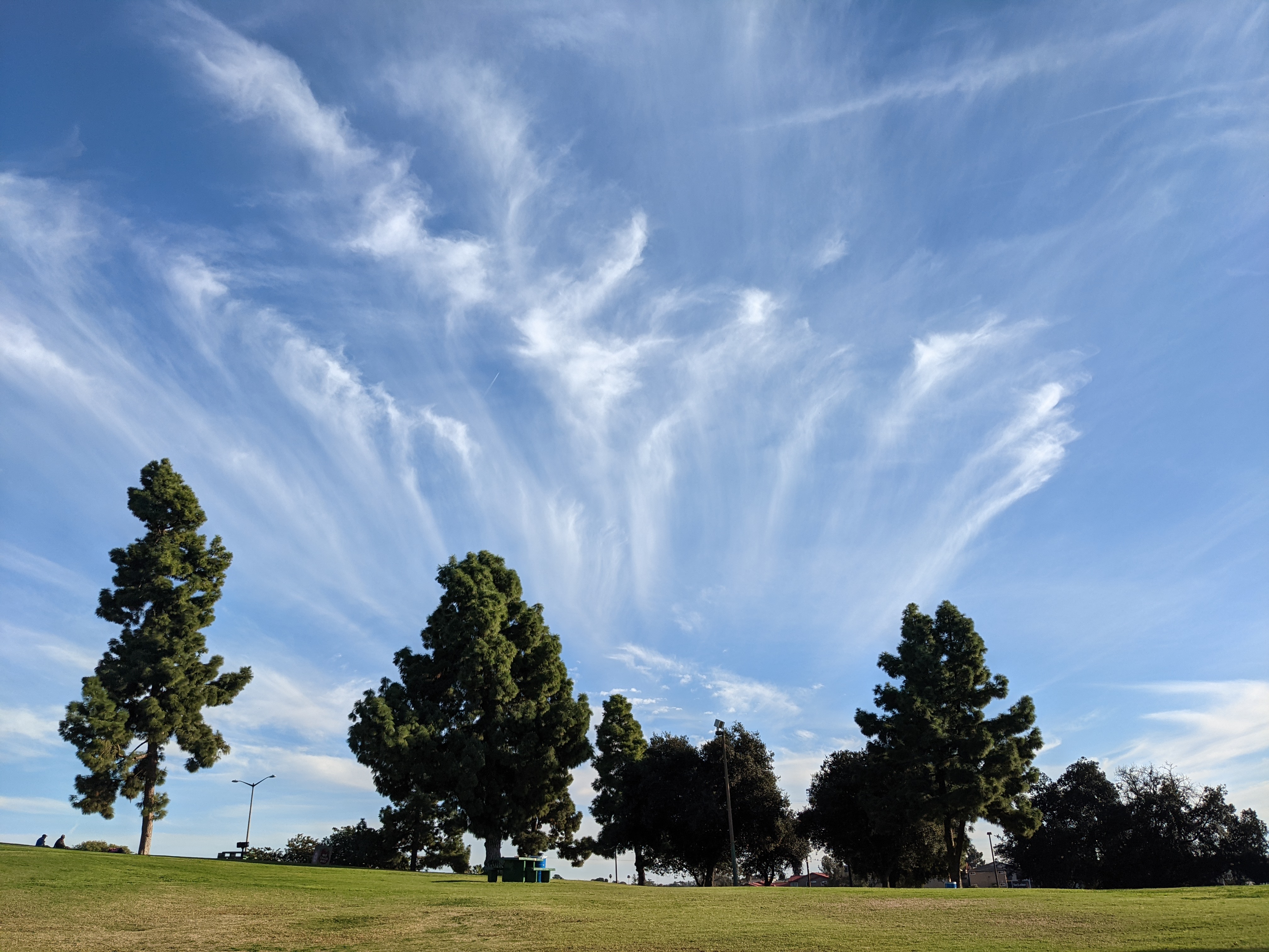 grand cirrus clouds over some trees