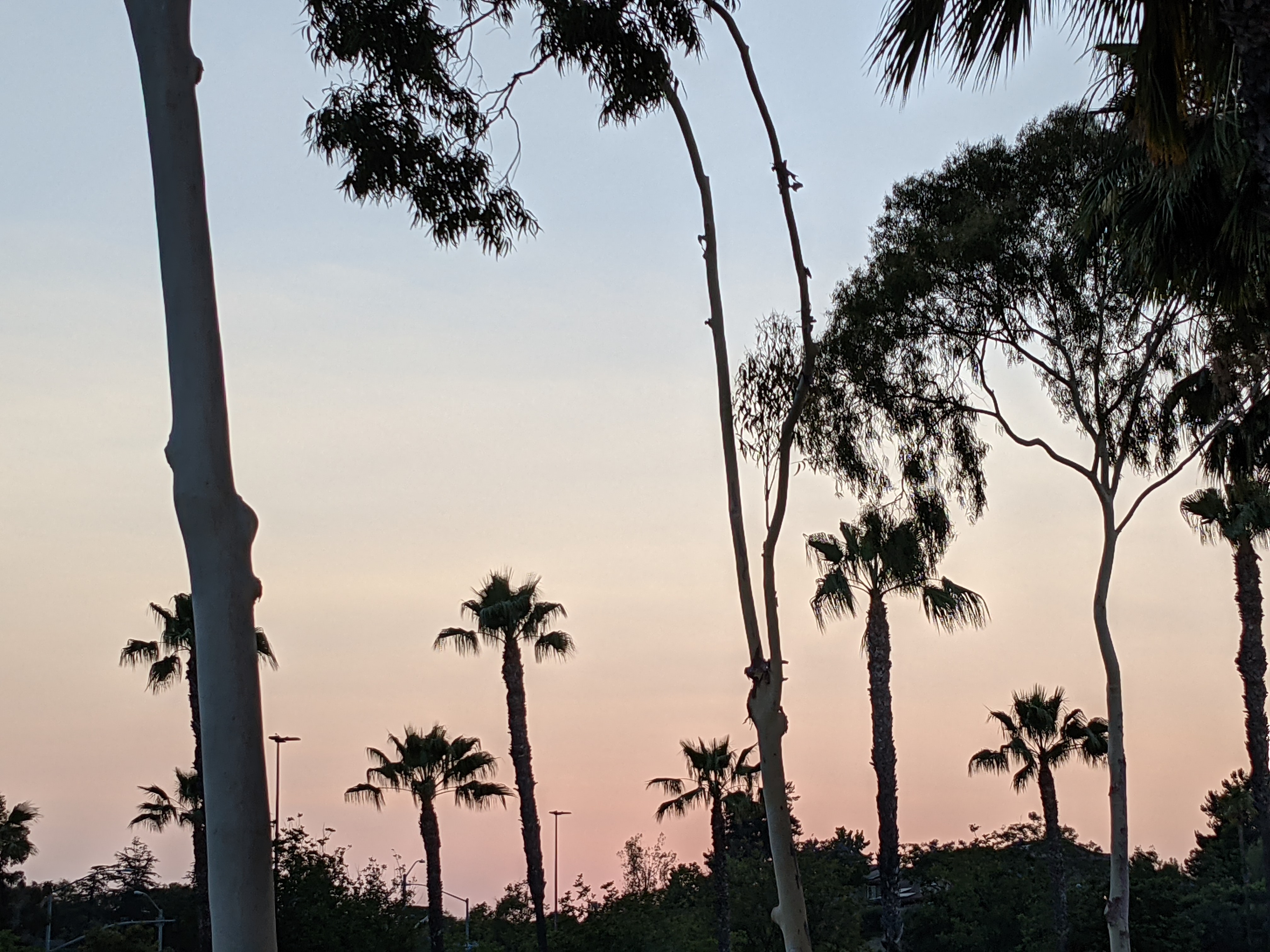 dusk rainbow gradient behind some trees