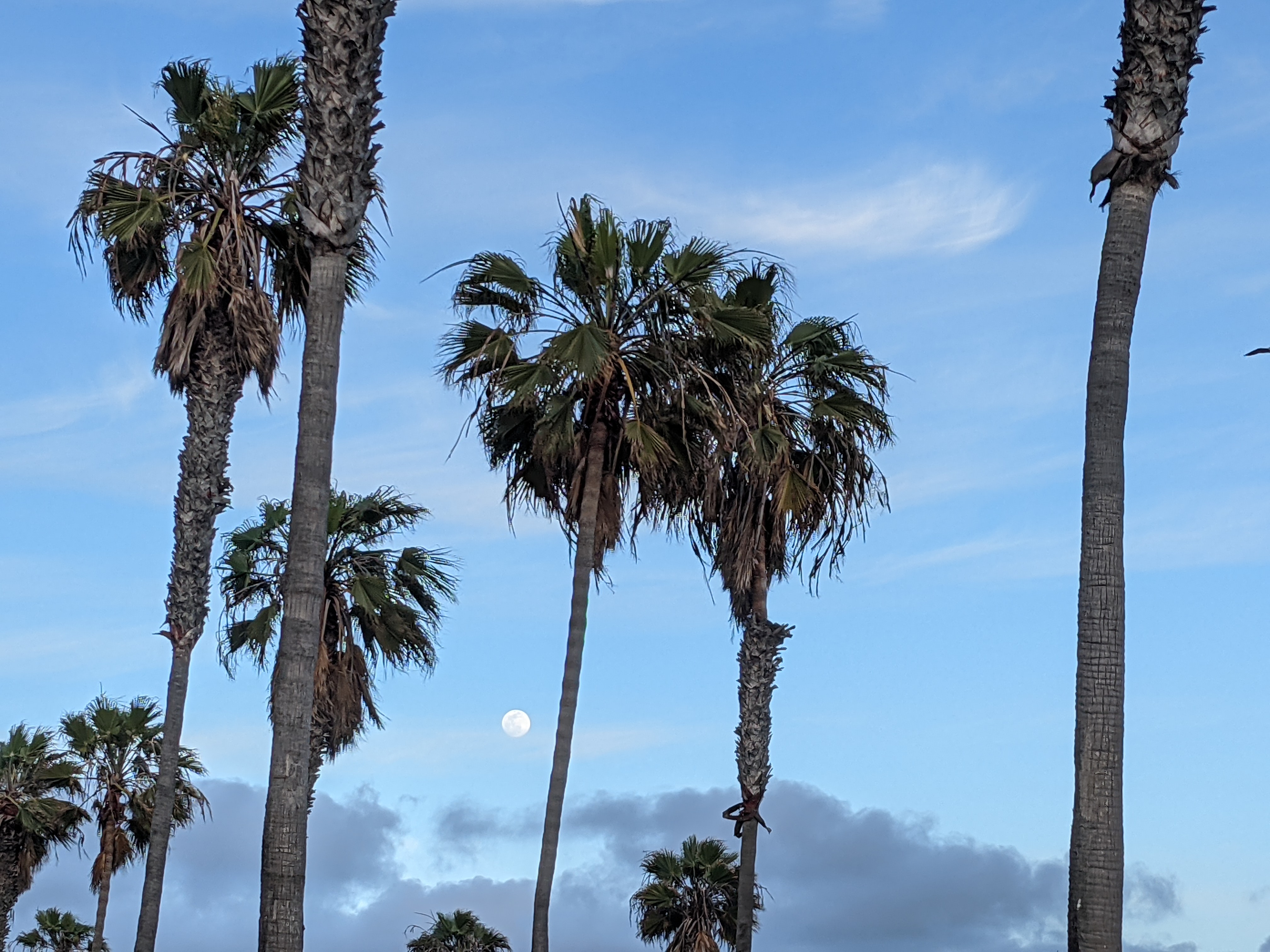 moon and palm trees