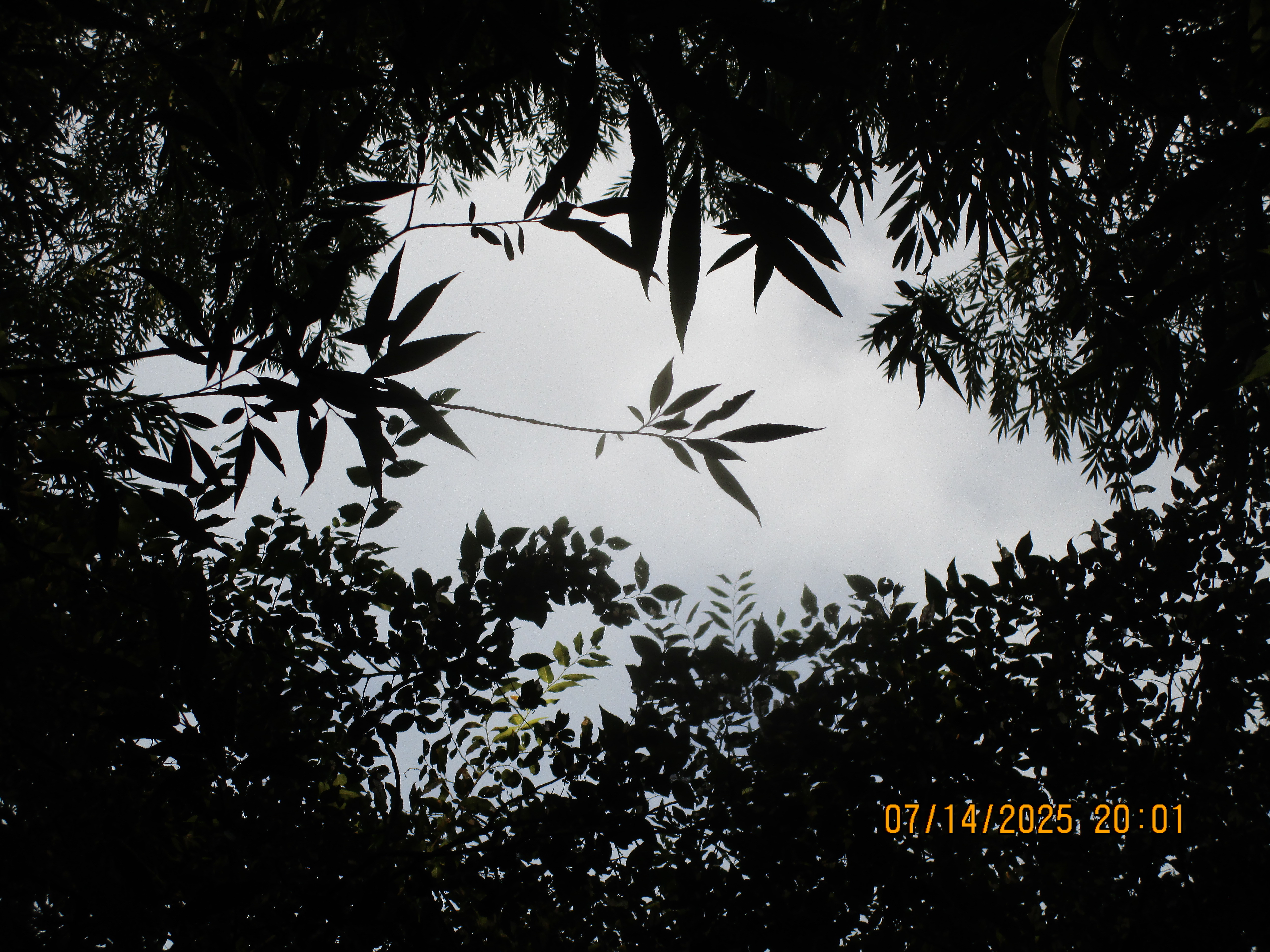 silhouetted tree leaves