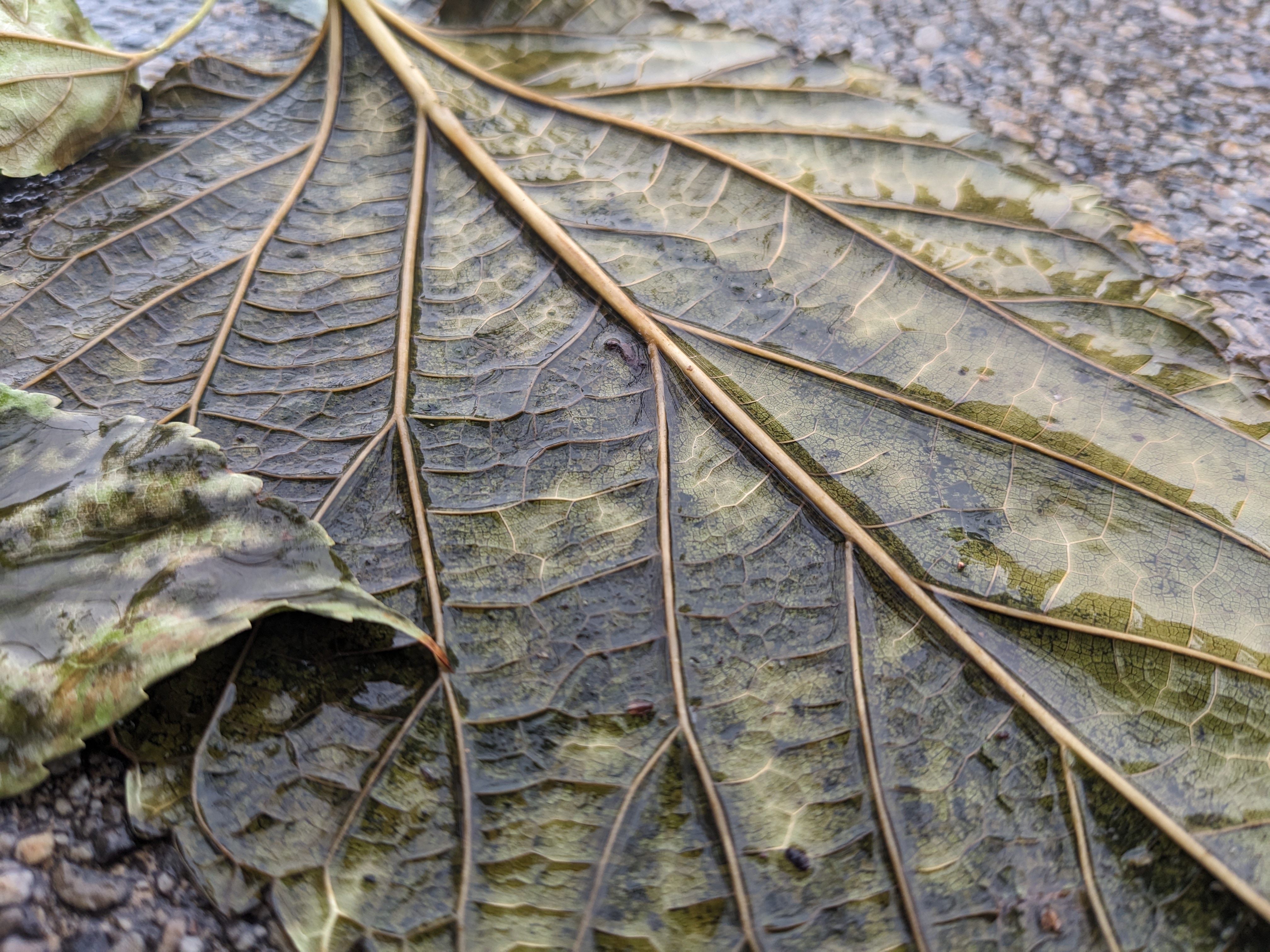 wet leaf on the ground